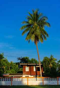 房子椰子树早....