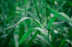 雨滴叶关闭雨水露水滴草作物植物阳光反射农村场景农业场草坪上草地冬天早....多雨的季节美自然背景