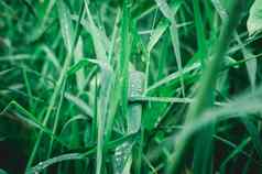 雨滴叶关闭雨水露水滴草作物植物阳光反射农村场景农业场草坪上草地冬天早....多雨的季节美自然背景
