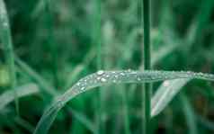 雨滴叶雨下降叶子极端的关闭雨水露水滴叶片草阳光反射冬天多雨的季节美自然摘要背景宏摄影