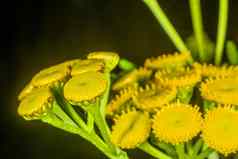 保证金蕨类植物生物杀虫剂