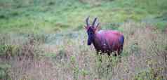 帽子羚羊草原肯尼亚的萨凡纳