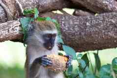 育肥猴子发现水果吃