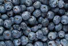 有机蓝莓背景新鲜的越桔特写镜头背景背景新鲜选蓝莓