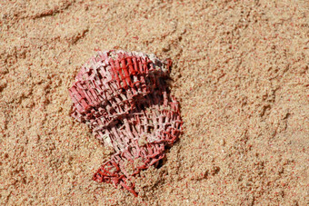 关闭<strong>珊瑚</strong>染料沙子<strong>粉</strong>红色的海滩龙目岛印尼红色的<strong>珊瑚</strong>沙子压碎<strong>珊瑚</strong>转沙子<strong>粉</strong>红色的