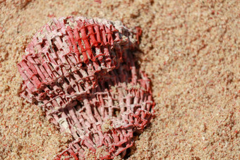 关闭珊瑚染料沙子粉红色的海滩龙目岛印尼红色的珊瑚沙子压碎珊瑚转沙子粉红色的