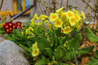 春天野生花<strong>报春</strong>veris黄花九轮草常见的黄花九轮草黄花九轮草月见草