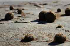 干海洋posidonia海藻球海滩沙子textur