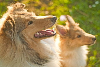 牧羊犬<strong>狗年</strong>轻的惠尔普