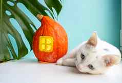 白色猫谎言monstera叶南瓜房子窗口蓝色的背景概念万圣节收获感恩节素食主义