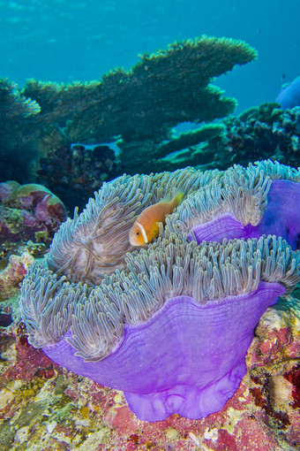 黑鳍anemonefish华丽的海海葵马尔代夫