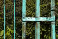 栅栏花园植物金属蓝色的栅栏