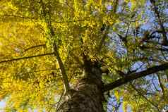 秋天gingkobiloba树秋天黄色的银杏叶子