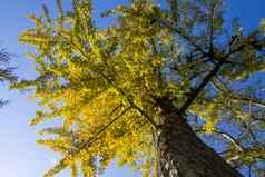 秋天gingkobiloba树秋天黄色的银杏叶子