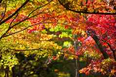 色彩斑斓的日本枫木叶子momiji季节kinkakuji花园《京都议定书》日本