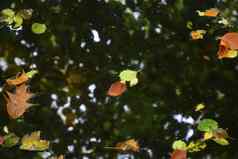 秋天秋天色彩斑斓的叶子水阴影灯黄色的注册橙色绿色颜色自然背景
