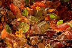 秋天秋天色彩斑斓的叶子水阴影灯黄色的注册橙色绿色颜色自然背景