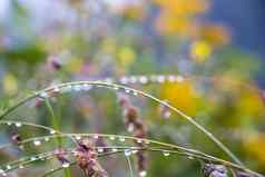 露水滴植物花场早....露水多雨的滴宏