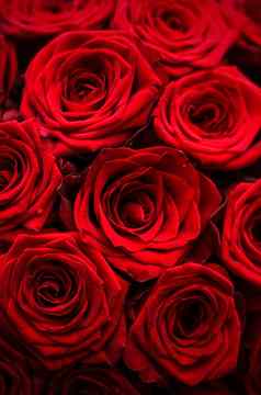 gourgeous奢侈品花束红色的玫瑰花布鲁姆植物区系