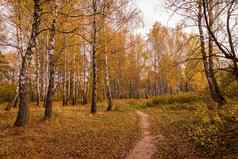 秋天桦木格罗夫黄色的叶子小径多云的