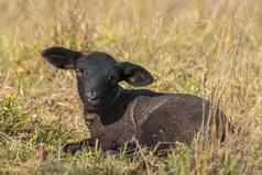 年轻的出生黑色的羊肉探讨了世界