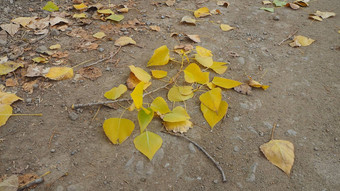 秋天黄色的干叶子杨树树下降了地面