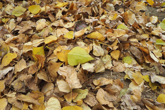 秋天<strong>黄</strong>色的干叶子杨树树下降了地面