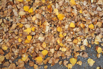 秋天<strong>黄</strong>色的干叶子杨树树下降了地面