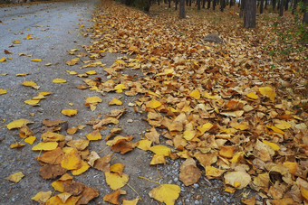 秋天黄色的干叶子杨树树下降了地面
