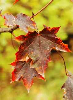 特写镜头红色的加拿大枫木叶子