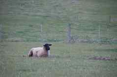 白色毛茸茸的野生羊坐吃绿色草国家郁郁葱葱的