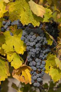 未收获的葡萄秋天坎波周岁以下西班牙