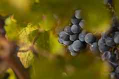 未收获的葡萄秋天坎波周岁以下西班牙