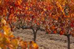 葡萄园秋天的红色的叶子坎波周岁以下西班牙