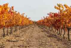 葡萄园秋天的红色的叶子坎波周岁以下西班牙