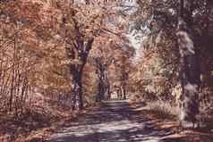 秋天彩色的树小巷秋天