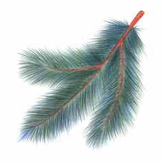 绿色圣诞节树分支孤立的手绘铅笔插图