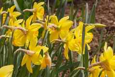 黄色的那喀索斯水仙花特写镜头背景绿色树叶日益增长的春天年轻的那喀索斯水仙花花早期春天阳光明媚的一天公园花园
