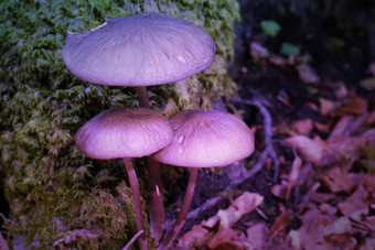 紫罗兰色的有毒的蘑菇关闭未来叶子莫斯分支机构山树