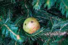 小野生苹果下降了圣诞节树卡住了分支野生苹果