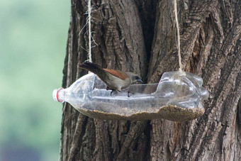 手工制作的鸟喂食器饮水机使回收塑料瓶