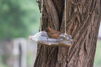 手工制作的鸟喂食器饮水机使回收塑料瓶