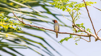 scaly-breastedMunia<strong>歌唱</strong>歌曲栖息树分支软模糊的<strong>背景</strong>自然