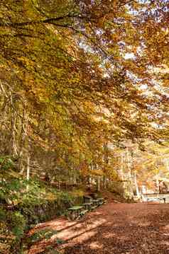 秋天颜色野餐表阴影色彩斑斓的树包围五彩缤纷的叶子