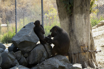 短尾猿构成属群居的世界猴子亚科猴子