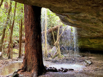 洞穴瀑布”《卫报》树”