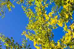 秋天gingkobiloba树叶子秋天黄色的银杏叶子蓝色的天空