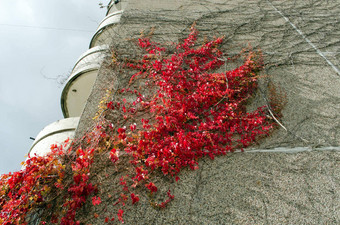 平房子墙红色的颜色爬虫成长秋天