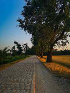 长石头人行道上树黄色的场阳光明媚的早....