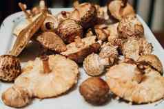 蘑菇收获秋天植物蘑菇准备